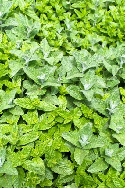 М’ята гібридна імбирна Джинджер Мінт | Mentha Ginger Mint | Мята гибридная имбирная Джинджер Минт